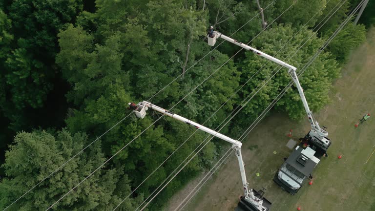 How Our Tree Care Process Works  in  Westbrook, ME